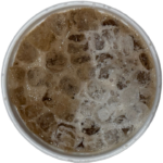 Dr. Pepper, Vanilla Cream, Coconut Cream